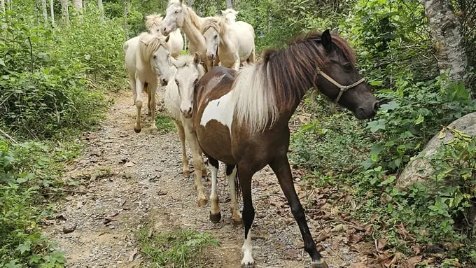 Chăn thả ngựa tự nhiên