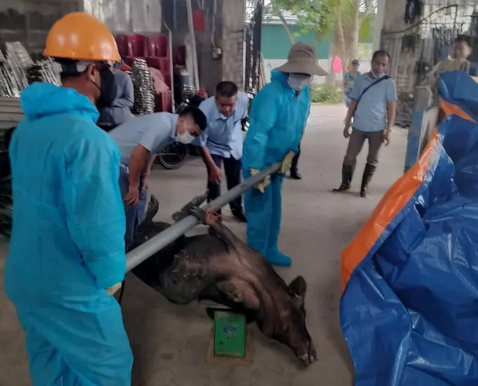 Công tác tiêu hủy lợn mắc bệnh