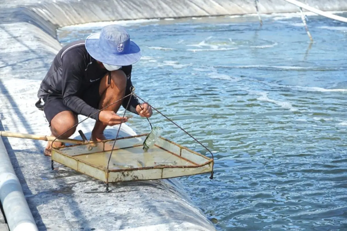 Kiểm tra sức khỏe tôm